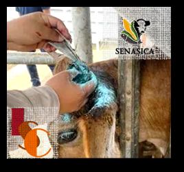 Campeche registra 740 casos de gusano barrenador en 2026. 